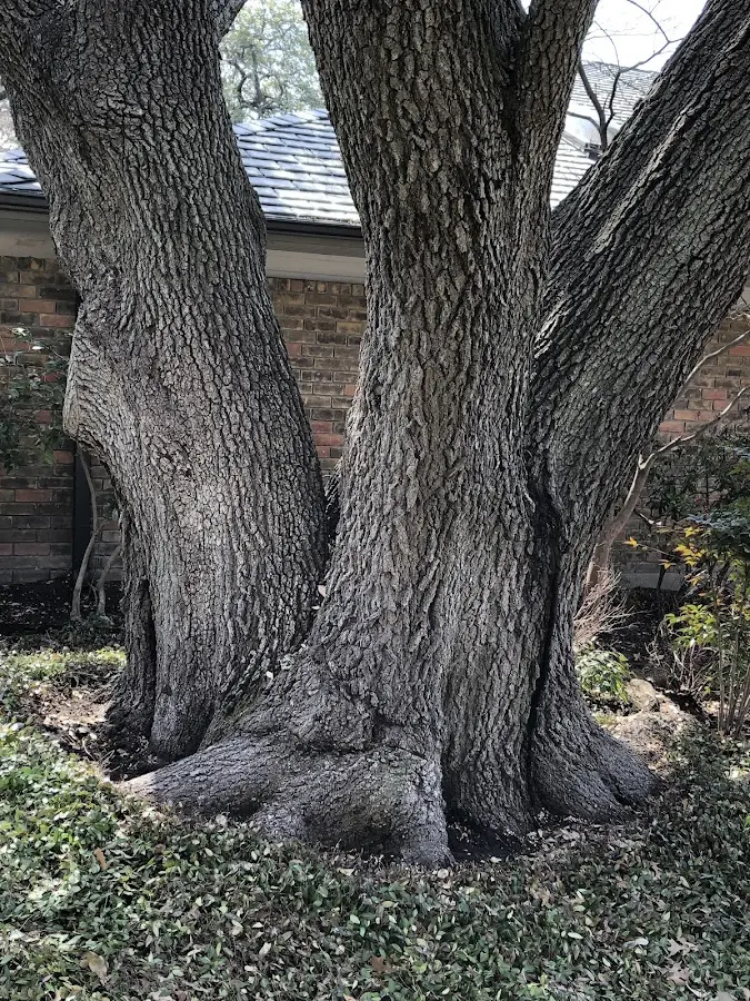 Mature heritage tree close to a Patton property cared for by certified arborists
